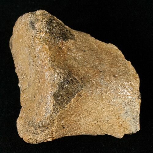 Partial Hadrosaurid Caudal Vertebrae (Tail Bone) #15275